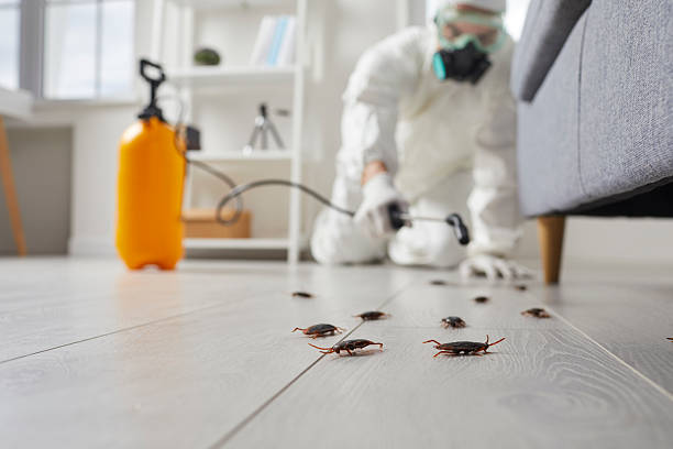 Commercial Rodent Management in Elizabeth Lake